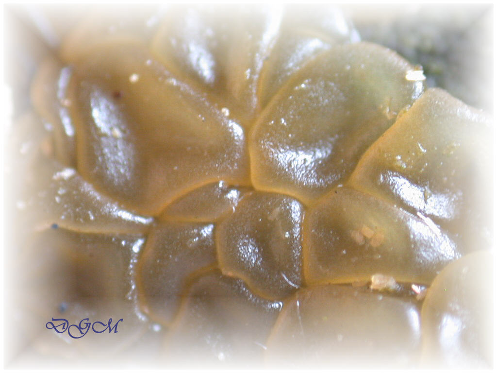 In mancanza di .... QUIZ